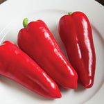 Pepper - Cornito Rosso