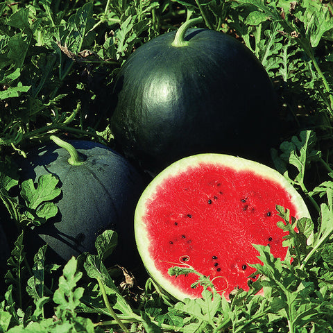 Watermelon - Red Star