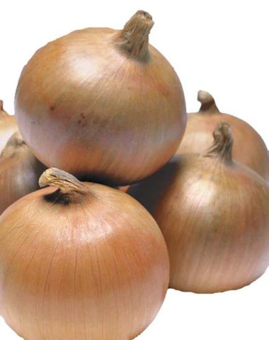 Onion - Trailblazer