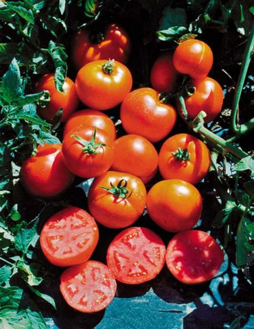 Tomato - SubArctic Maxi