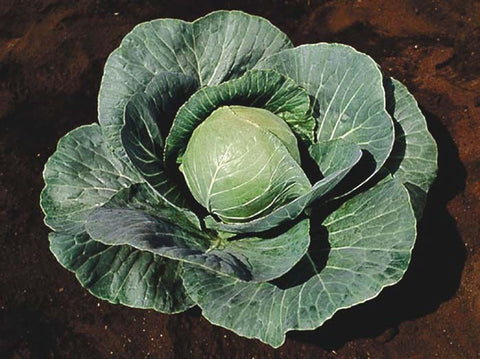 Cabbage - Stonehead