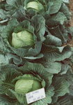 Cabbage - Loughton (Storage)