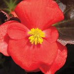 Begonia Fibrous - Bada Boom