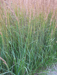 Grass -  Karl Forester CALAMAGROSTIS Feather Grass