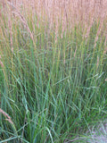 Grass -  Karl Forester CALAMAGROSTIS Feather Grass