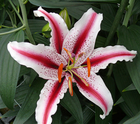 Lily Oriental - Lilium Oriental Dizzy