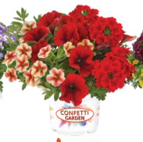 COMBO Pots - Confetti Garden - Rockin' Sunset Combo Pot