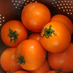 Tomato - Burpee's Solar Power®