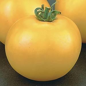 Tomato - Lemon Boy