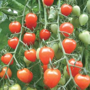 Tomato - Tomatoberry Garden