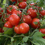 Tomato - Tumbler