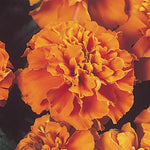 Marigold - Multiple Varieties