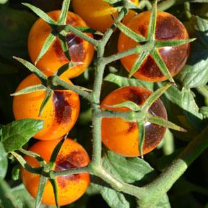Tomato - Burpee's Kumquat®
