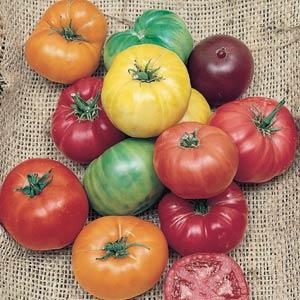Tomato Heirloom - Rainbow Blend