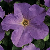 Petunia - Multiple Varieties