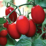 Tomato - Burpee's Mighty Sweet®