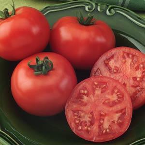 Champion - Tomato