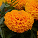Marigold - Multiple Varieties