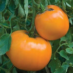 Tomato -  Heirloom - Jubilee