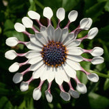 Osteospermum - FlowerPower