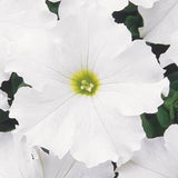 Petunia - Multiple Varieties