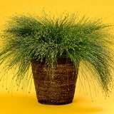 Grasses - Fibre Optic Grass