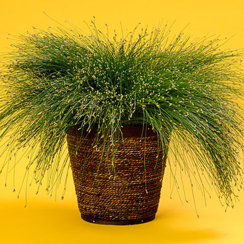 Grasses - Fibre Optic Grass