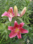 Lily Oriental - Lilium Oriental Stargazer
