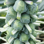Brussel Sprout - Franklin