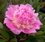 Peony (White with Variation) - Sorbet
