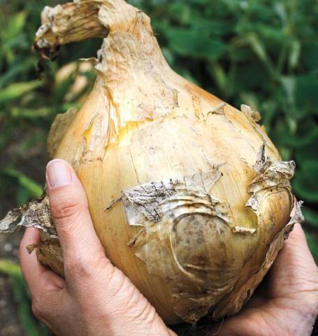 Onion - Kelsae Giant