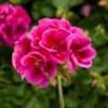 Geranium - Zonal -  Idols Lavender Splash