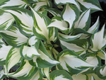Hosta - Fire and Ice