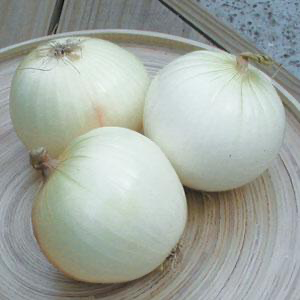 Onion - Sierra Blanca White