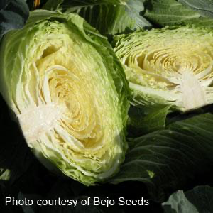 Cabbage - Big Flat Head