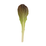 Lettuce - Red Rosie Romaine