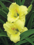 Daylily  (Yellow) - Stella d'Oro - Hermerocallis