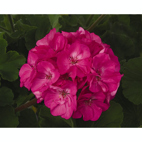 Geranium - Zonal - Patriot Rose Pink