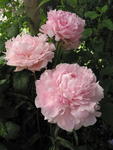 Peony (Pink) - Sarah Bernhardt