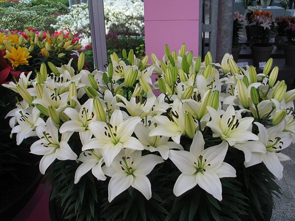 asiatic lily tiny crystal Lily (Pot Lily) White