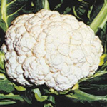 Cauliflower - Snow Crown