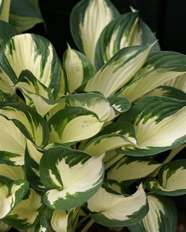 Magic Fire Hosta Hosta - Fire and Ice – Marvins Gardens