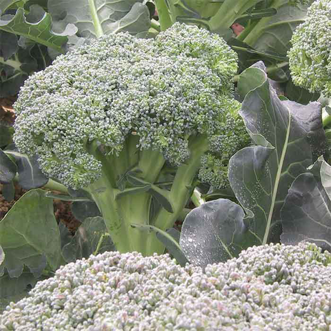 Broccoli - Goliath