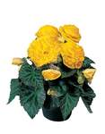 Begonia - NonStop Yellow