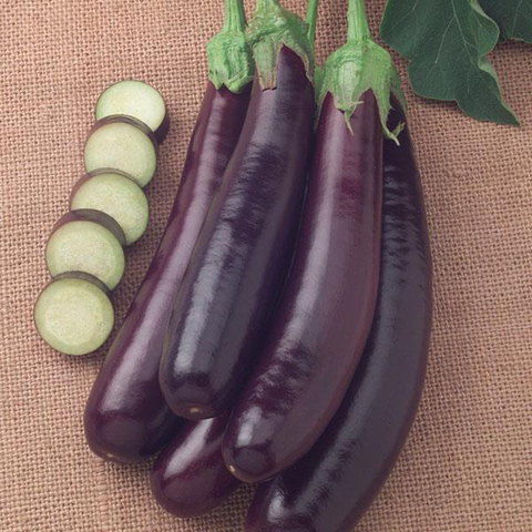 Eggplant - Hansel