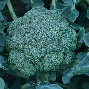 Broccoli - Arcadia