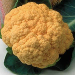 Cauliflower - Cheddar