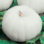 Pumpkin - Casper