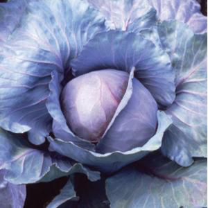 Cabbage - Red Jewel
