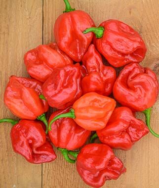 Pepper - Habanero Red